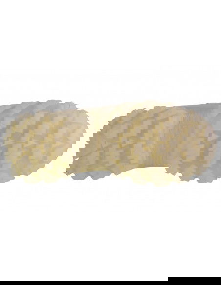 Skechers HiRyze Doja Cat ' Lite Premium 177940WHT