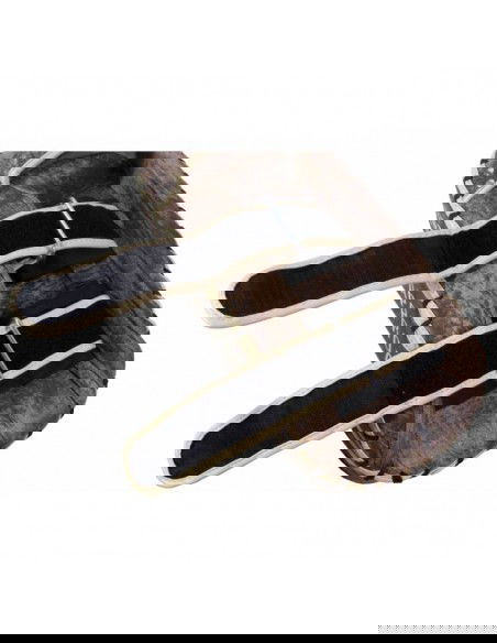 Masters TpaoVintage 14666V leather training discs